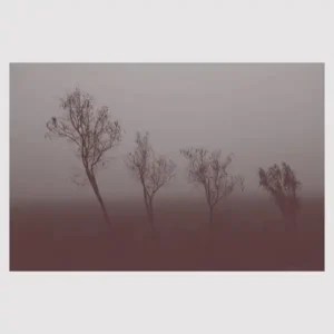 Pochette de l'album "Mokuy" par HAND TO EARTH : une photo de 4 arbustes alignés sans feuillage