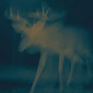 Pochette de l'album de LAURA MASOTTO "The Spirit of Things" montrant un renne en négatif avec un halo bleu