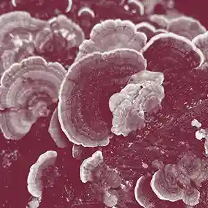 Pochette de l'album "1993" par l'artiste J.WLSN