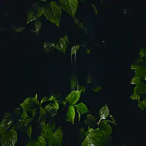 Pochette de l'album de MARTINA BERTONI "Music for Empty Flats", des feuillages verts sur fond noir