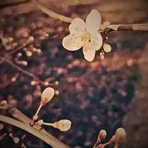 Pochette de l'album "Chaos" par l'artiste Olivier Triboulois