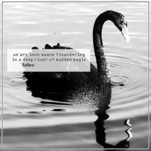 Pochette de l'album "we are lone swans floundering in a deep river or sudden magic" par l'artiste Fallen alias Lorenzo Bracaloni
