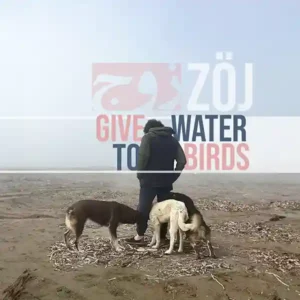 Pochette de l'album "Give Water To Birds" par le groupe Zöj