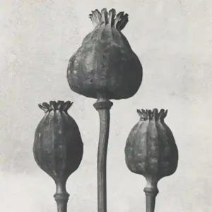 Pochette de l'album "Transcend" par Purgate (Frederic Arbour)