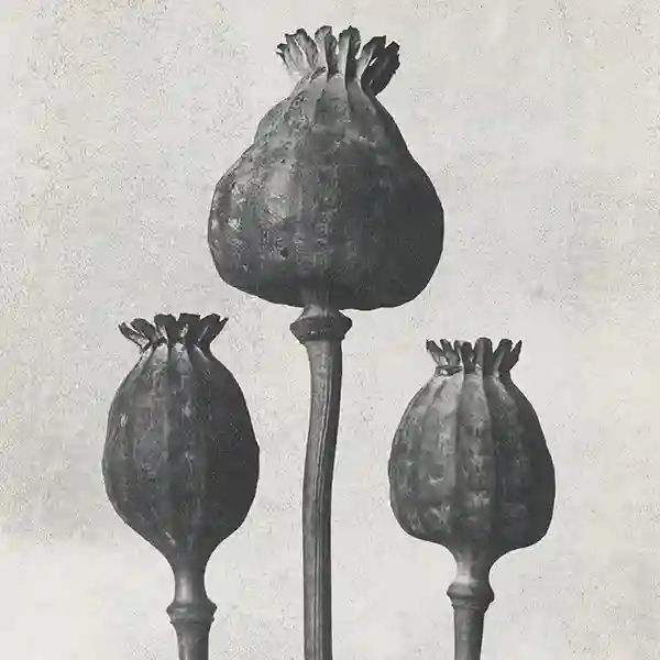 Pochette de l'album "Transcend" par Purgate (Frederic Arbour)