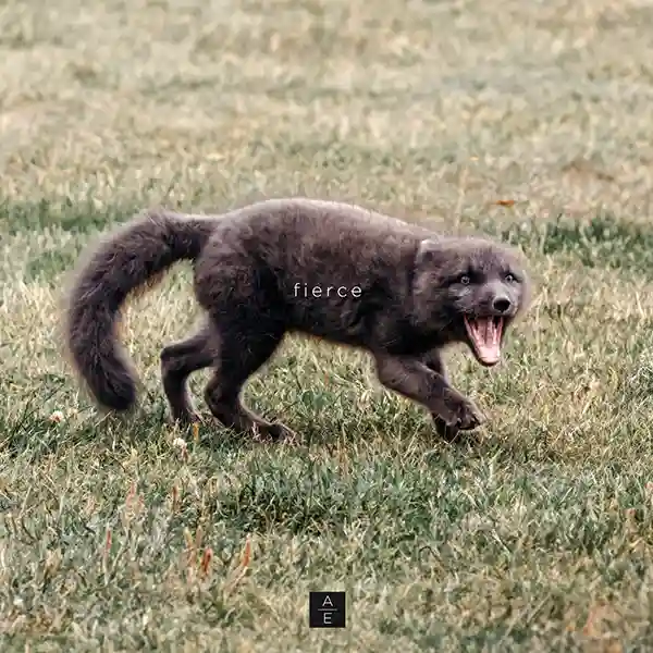 Pochette de l'album "Fierce" par l'artiste Aurelia Evgenia